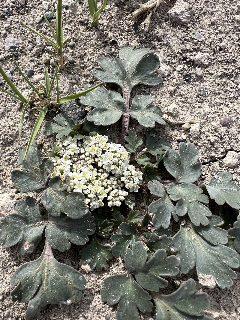 Wrinklewing Springparsley photo 7