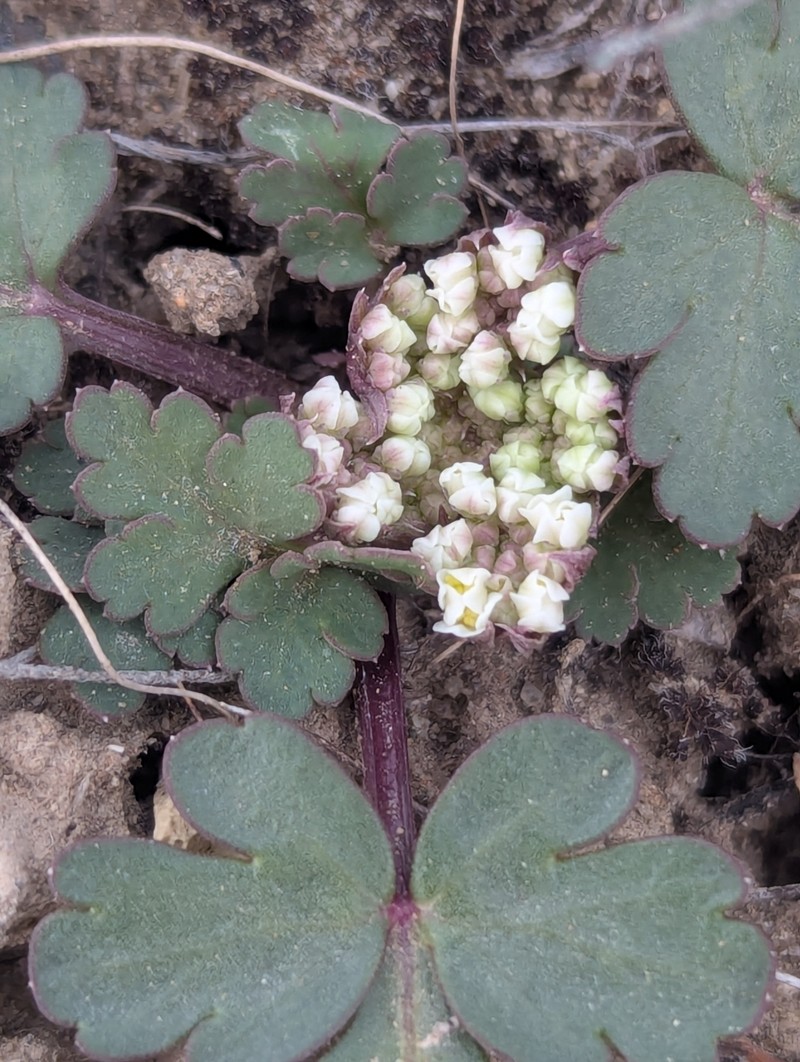 Wrinklewing Springparsley photo 8