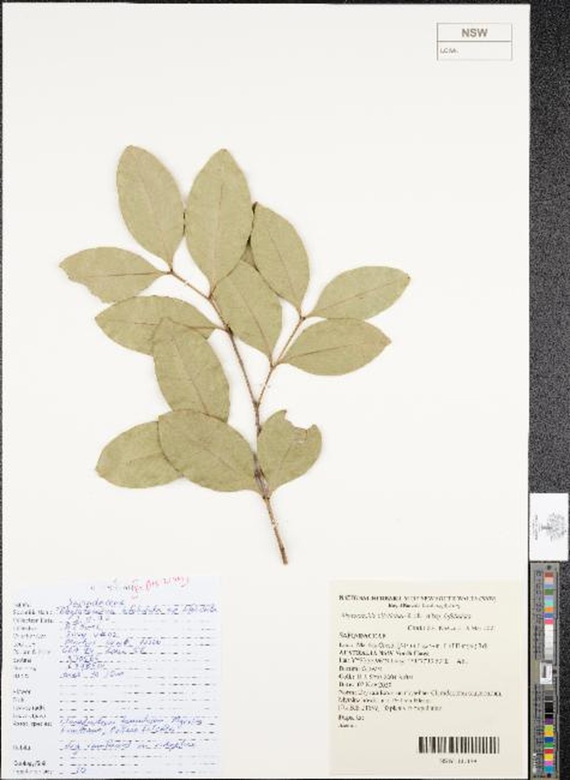 Rhysotoechia bifoliolata subsp. bifoliolata