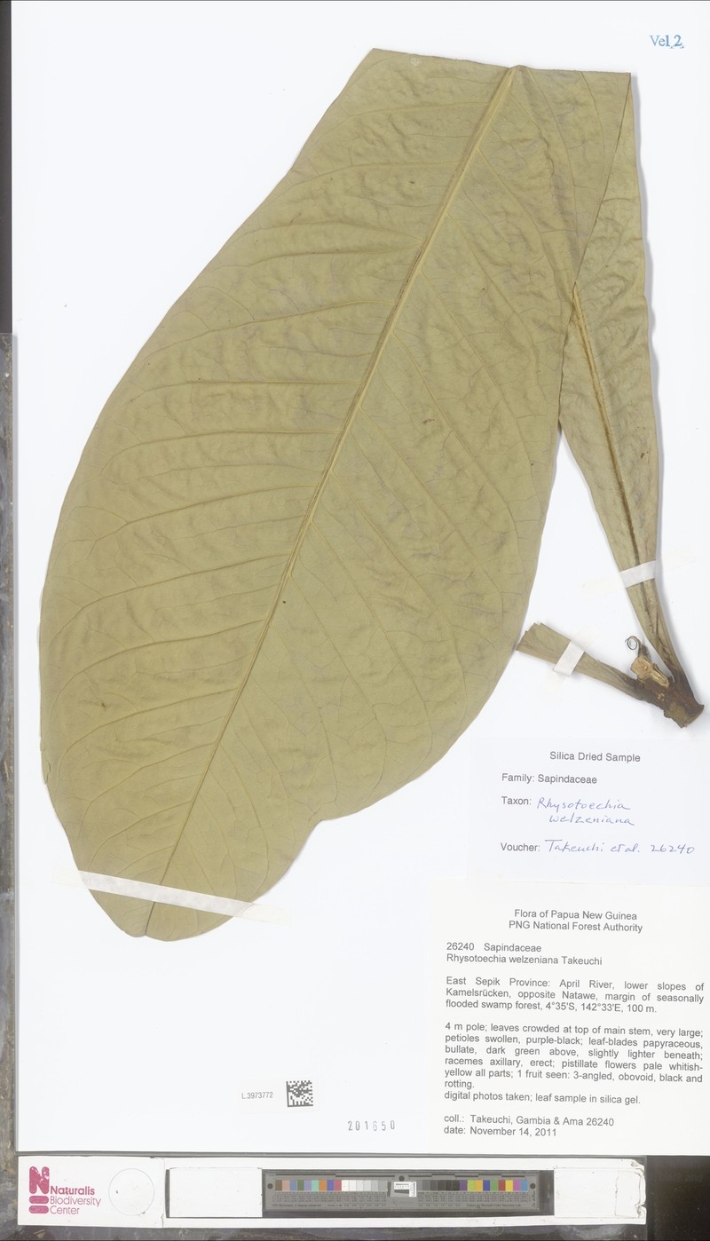 Rhysotoechia welzeniana
