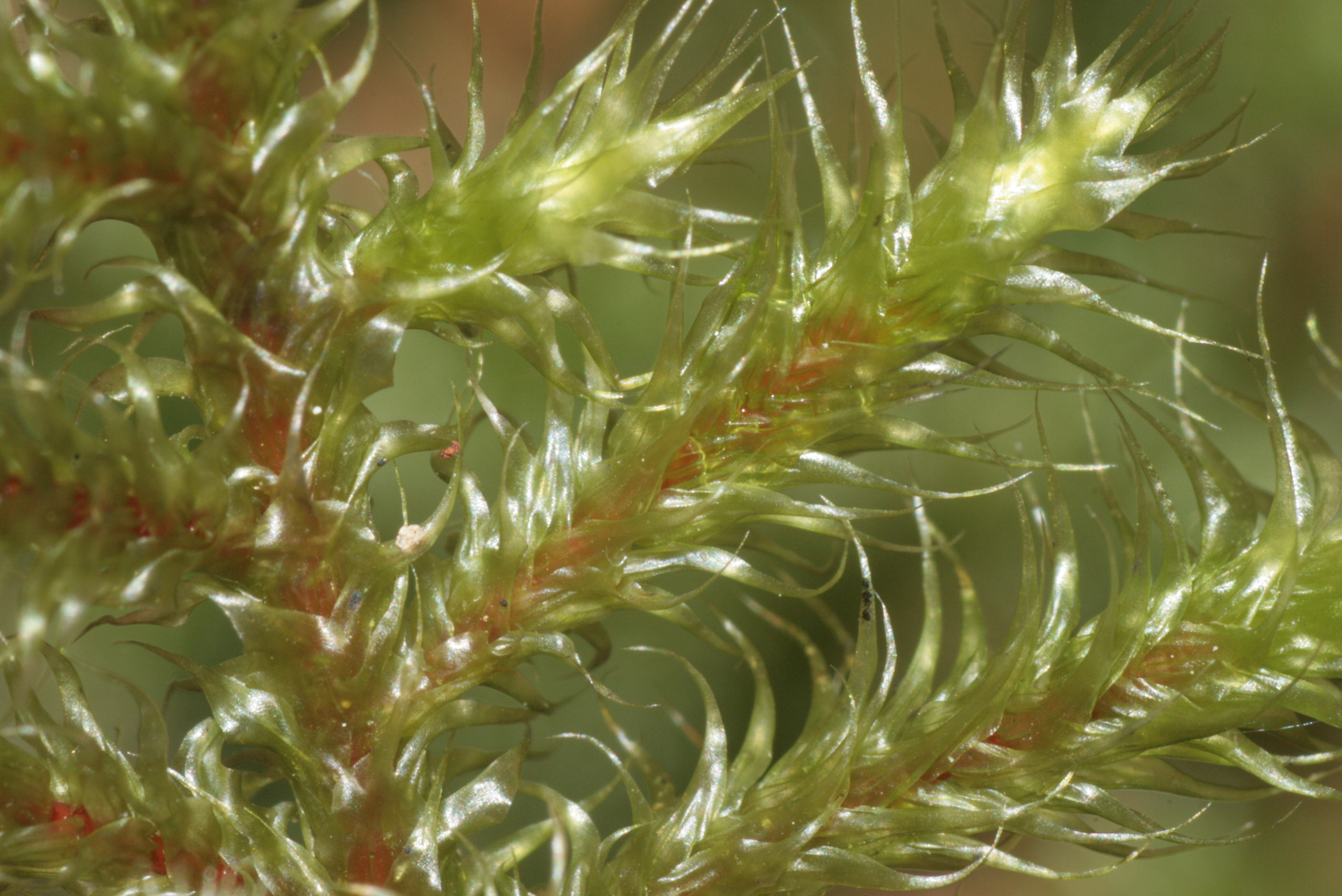 Goose Neck Moss photo 7