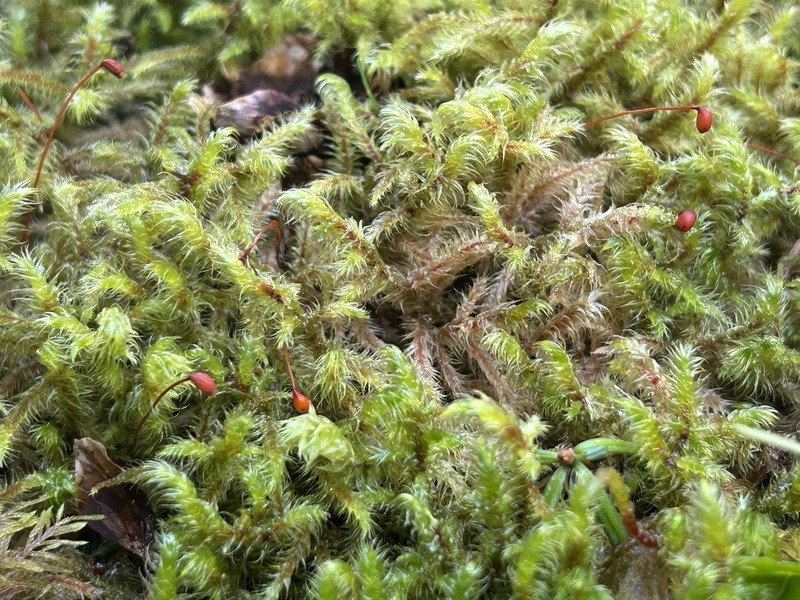 Goose Neck Moss photo 3
