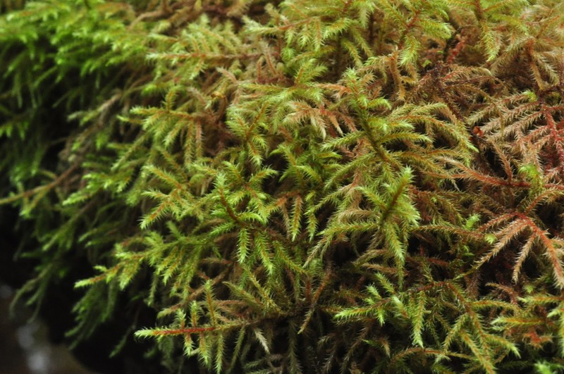 Goose Neck Moss photo 4
