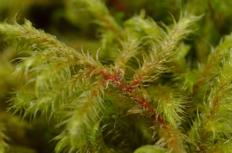 Goose Neck Moss photo 5