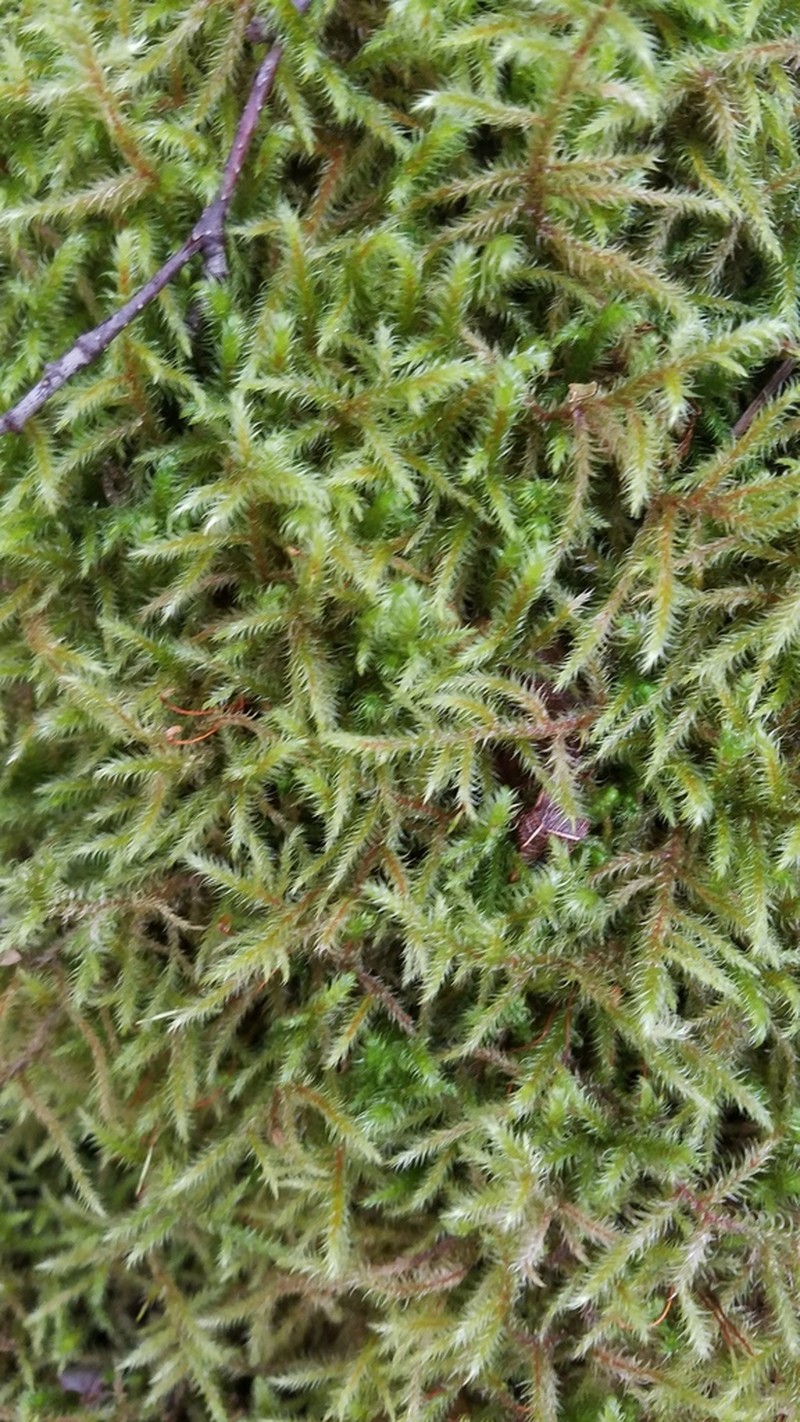 Goose Neck Moss photo 6