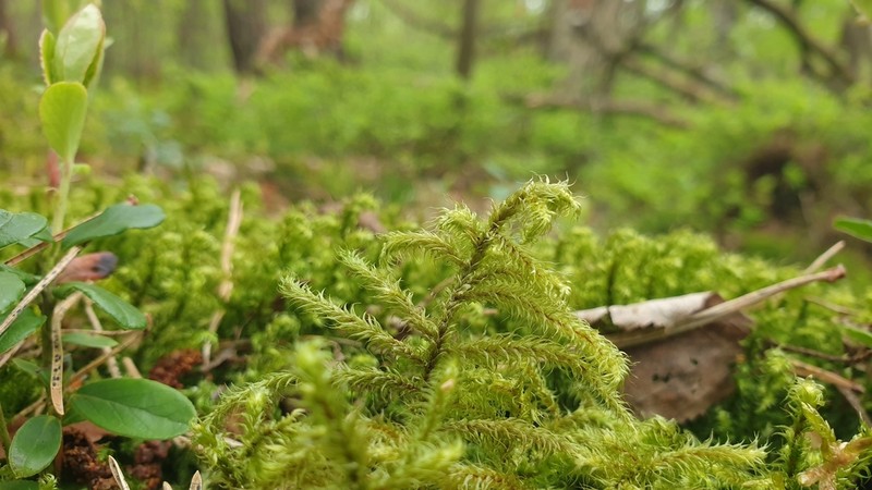 Goose Neck Moss photo 7