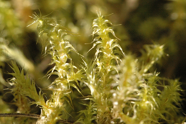 Square Goose Neck Moss photo 5