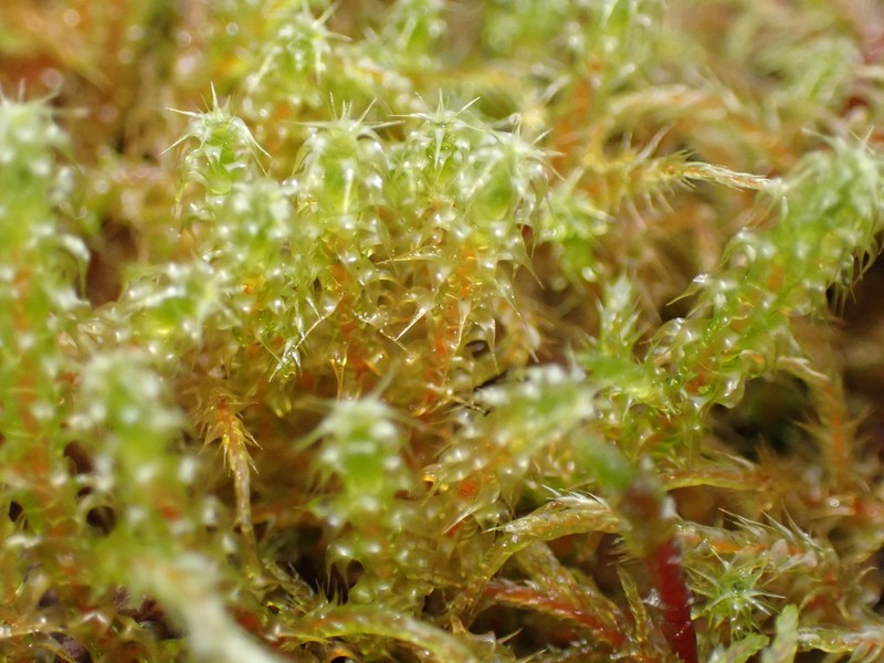 Square Goose Neck Moss photo 4