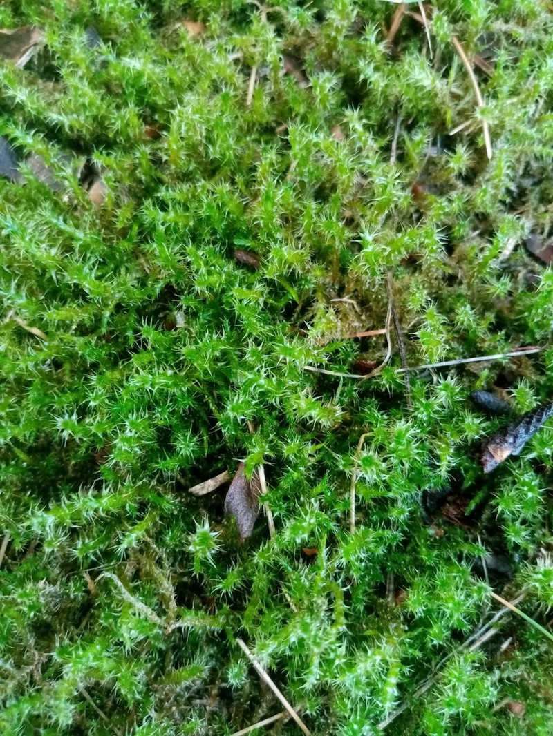 Square Goose Neck Moss photo 5