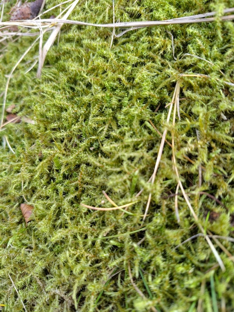 Square Goose Neck Moss photo 7