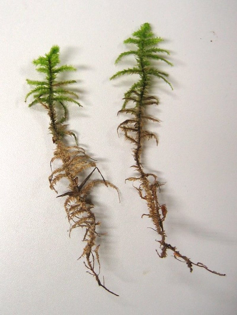 Rough Goose Neck Moss