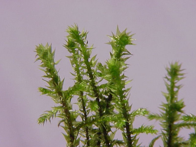 Rough Goose Neck Moss