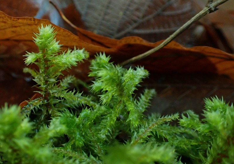 Rough Goose Neck Moss photo 2