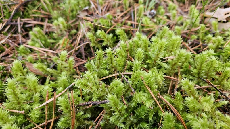 Rough Goose Neck Moss photo 3