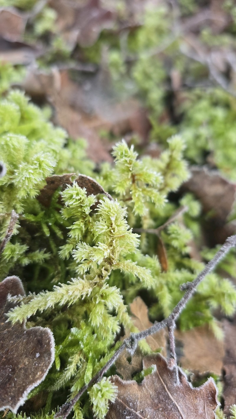 Rough Goose Neck Moss photo 4