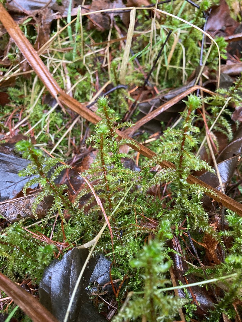 Rough Goose Neck Moss photo 5