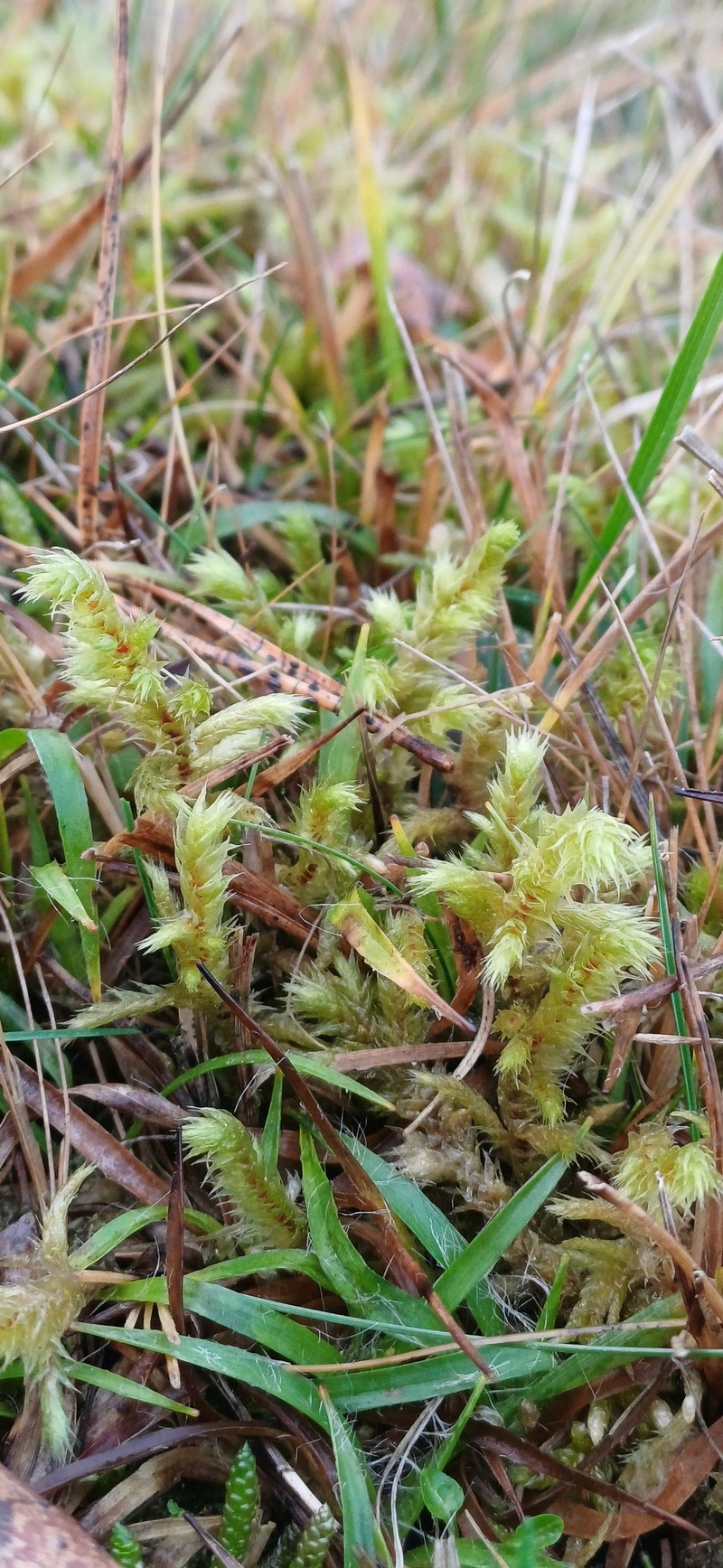 Rough Goose Neck Moss photo 6