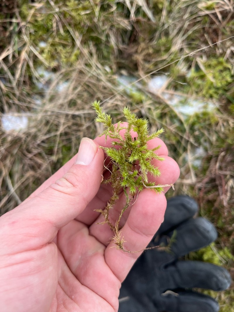 Rough Goose Neck Moss photo 7
