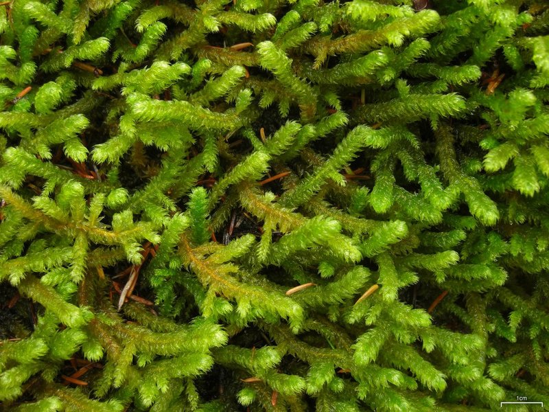 Robust Rhytidiopsis Moss