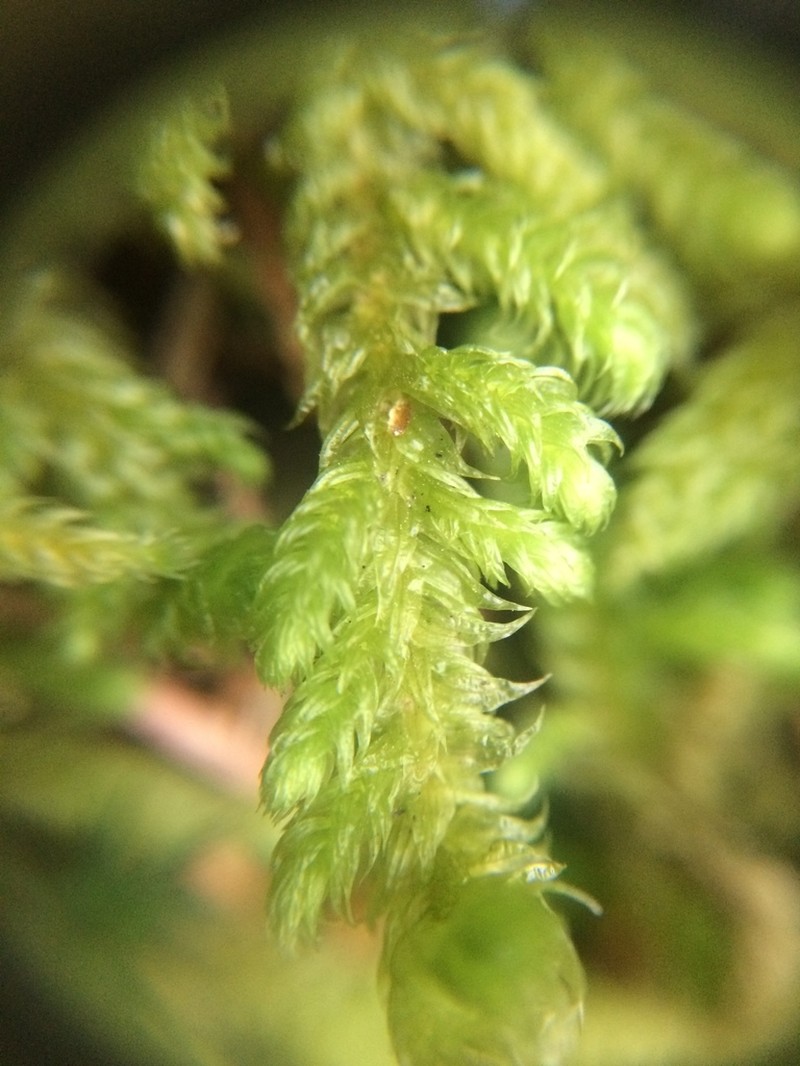 Robust Rhytidiopsis Moss