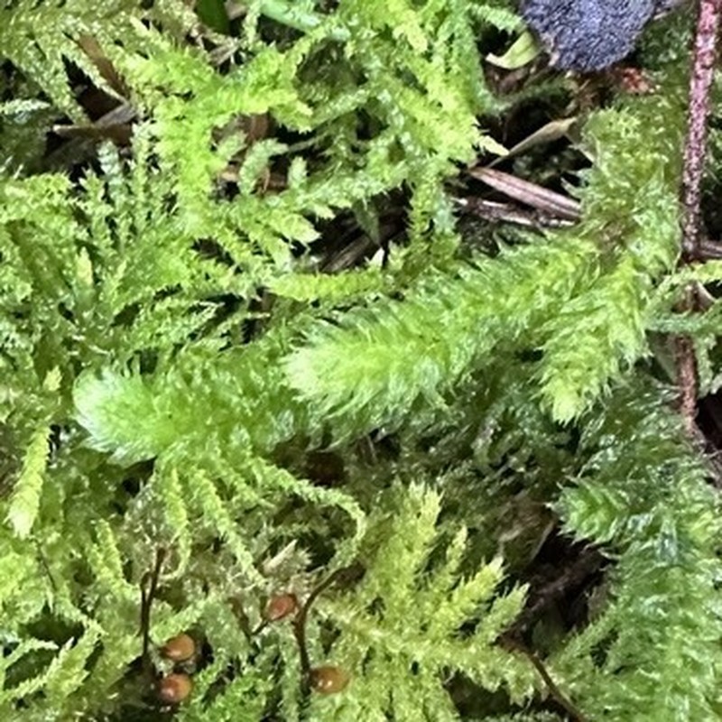 Robust Rhytidiopsis Moss photo 2