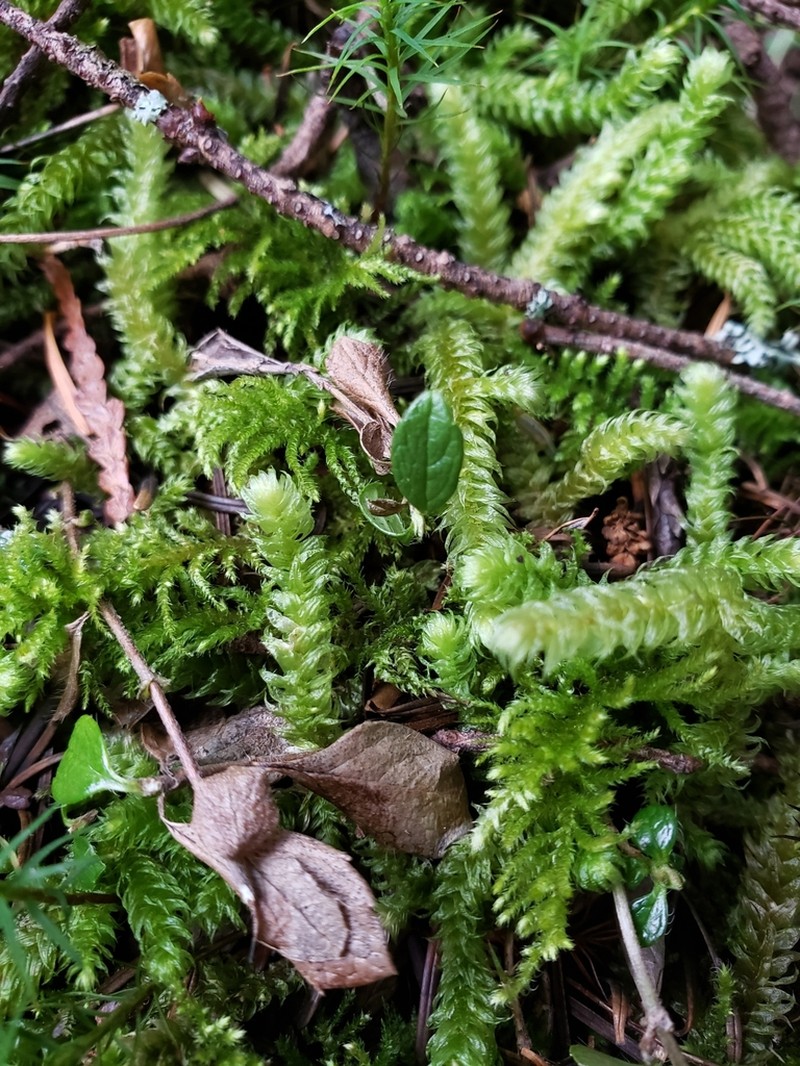 Robust Rhytidiopsis Moss photo 3