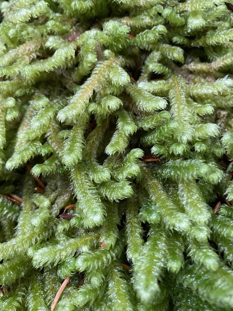 Robust Rhytidiopsis Moss photo 4