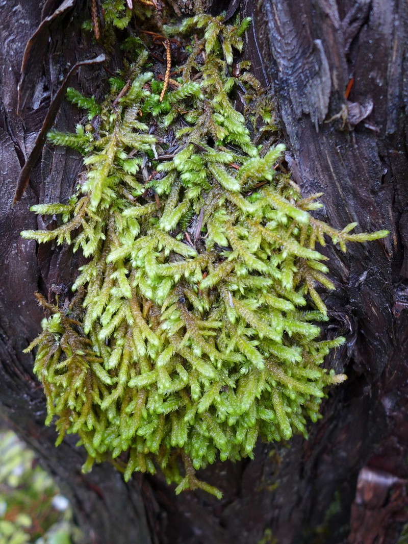 Robust Rhytidiopsis Moss photo 5