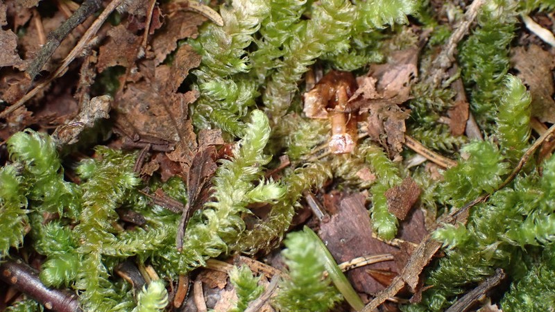 Robust Rhytidiopsis Moss photo 6