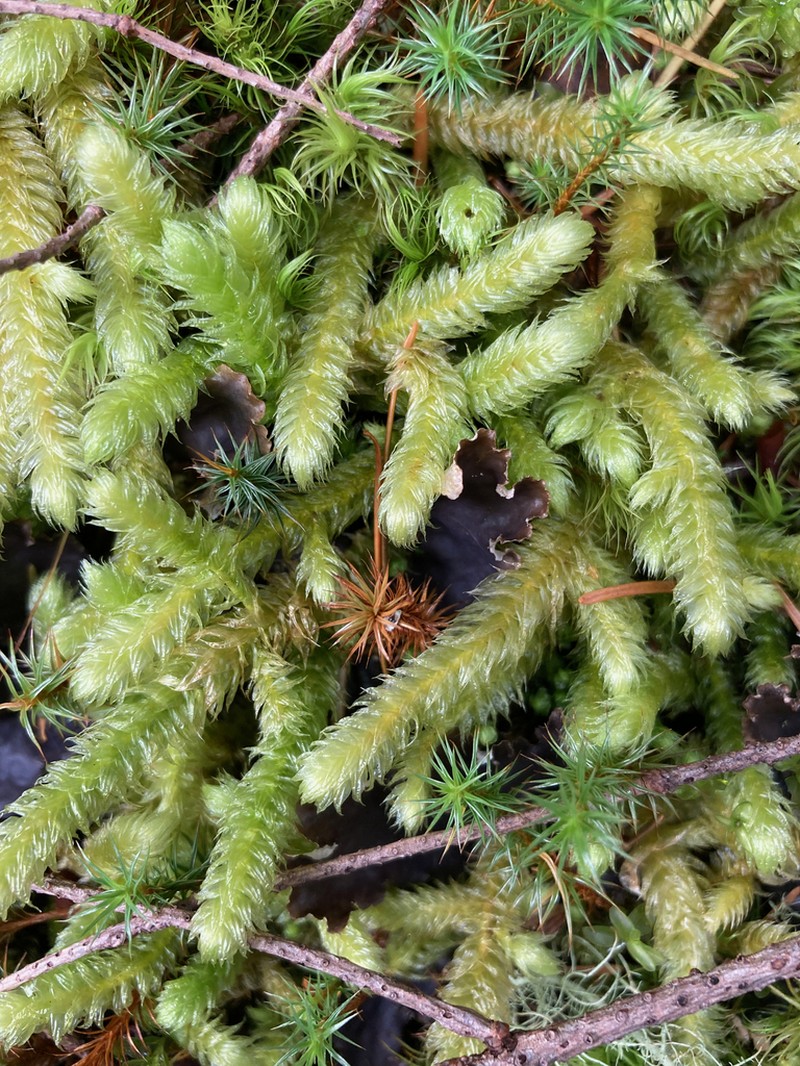 Robust Rhytidiopsis Moss photo 7