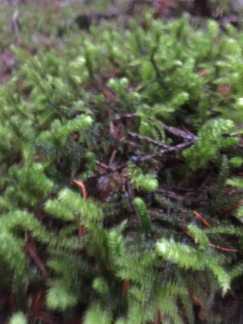 Robust Rhytidiopsis Moss photo 8