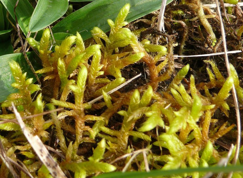 Rhytidium Moss