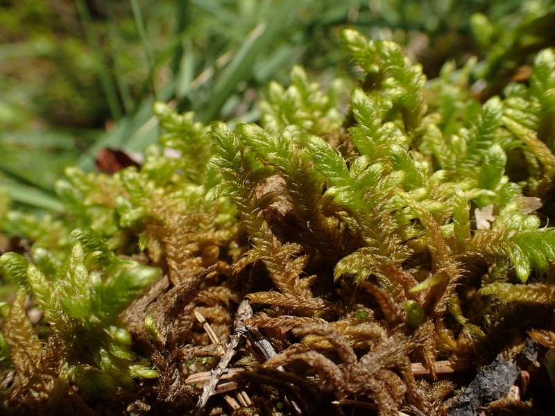 Rhytidium Moss