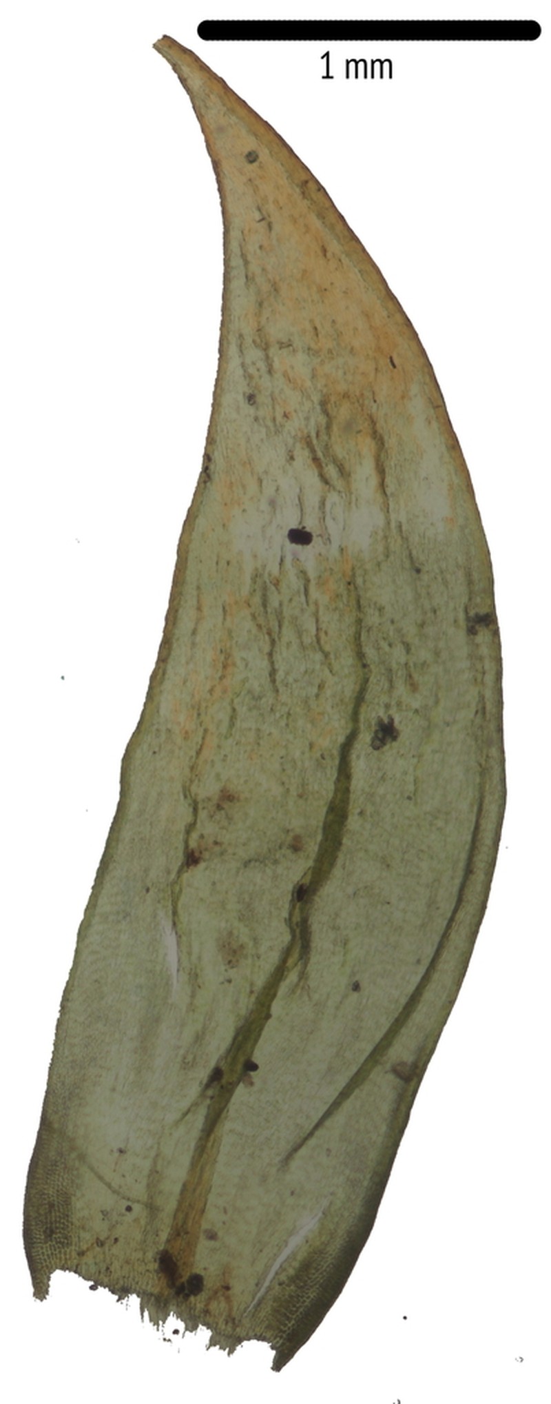Rhytidium Moss photo 2