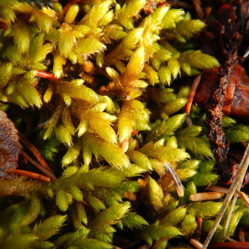 Rhytidium Moss photo 3
