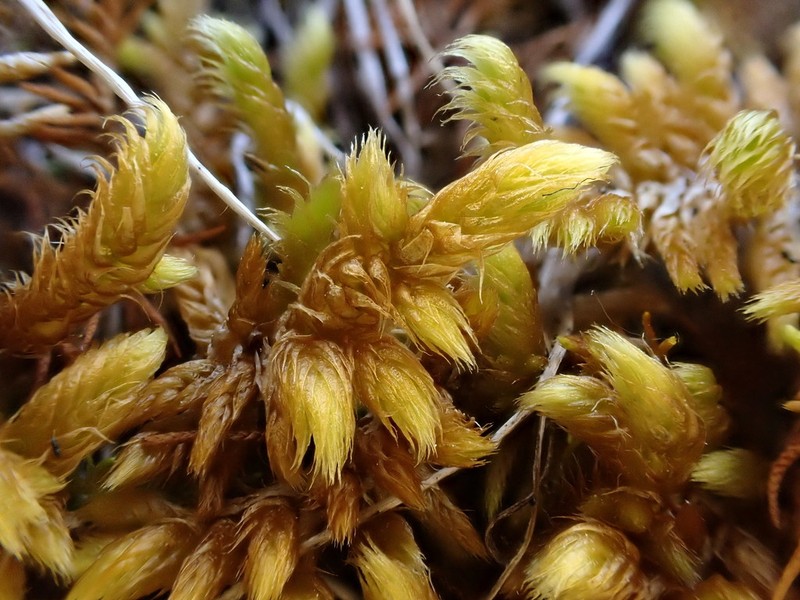 Rhytidium Moss photo 4
