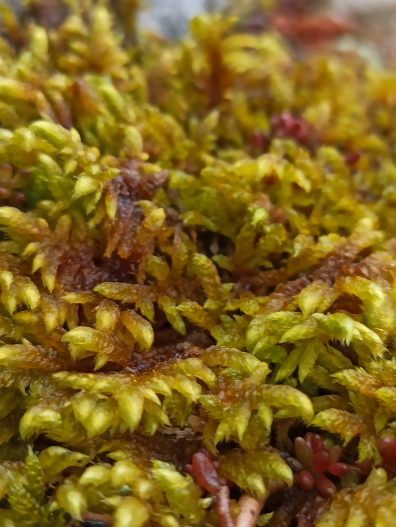 Rhytidium Moss photo 5