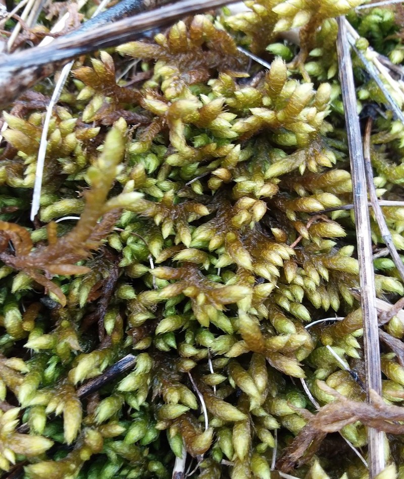 Rhytidium Moss photo 6