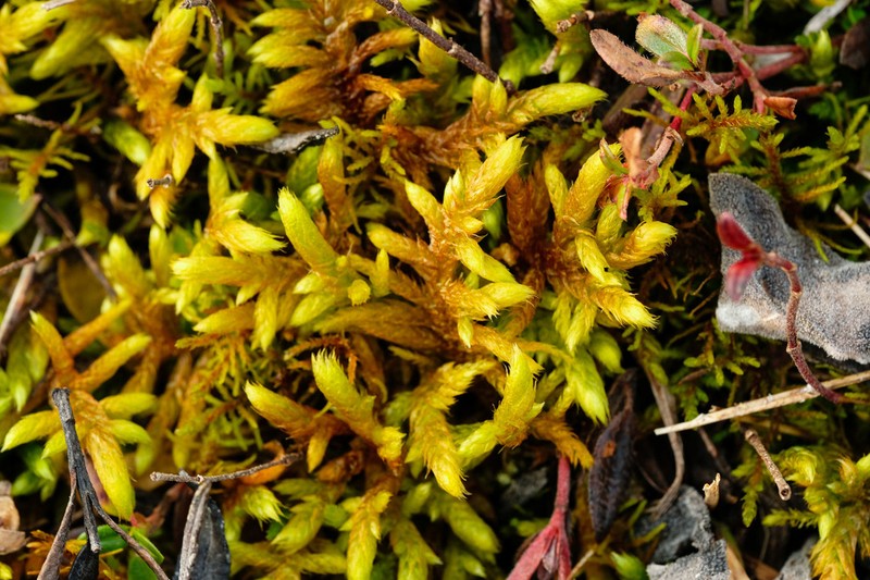 Rhytidium Moss photo 7