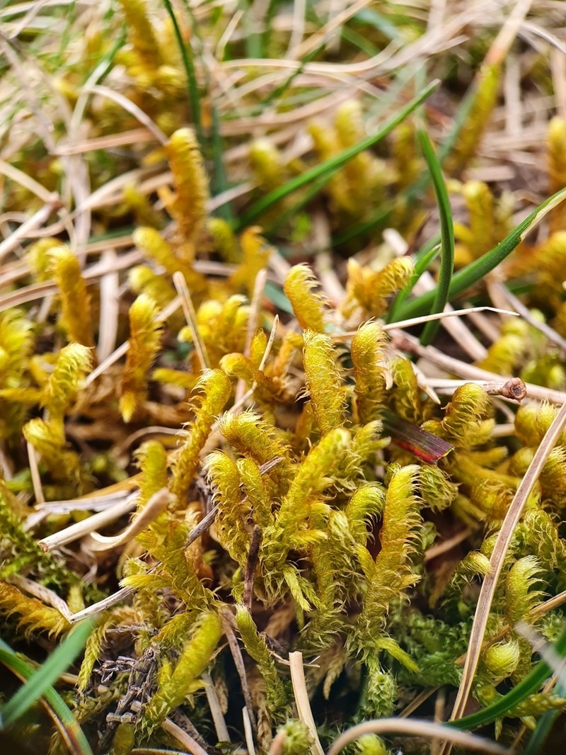 Rhytidium Moss photo 8