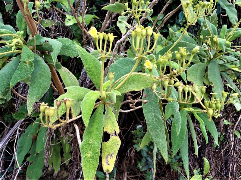 Tibey-Amarillo photo 2