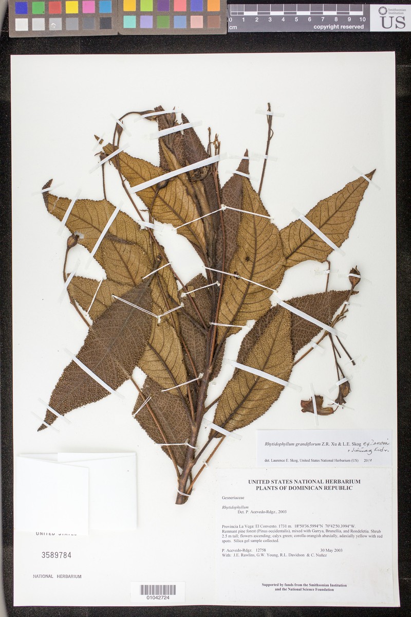 Rhytidophyllum grandiflorum var. grandiflorum