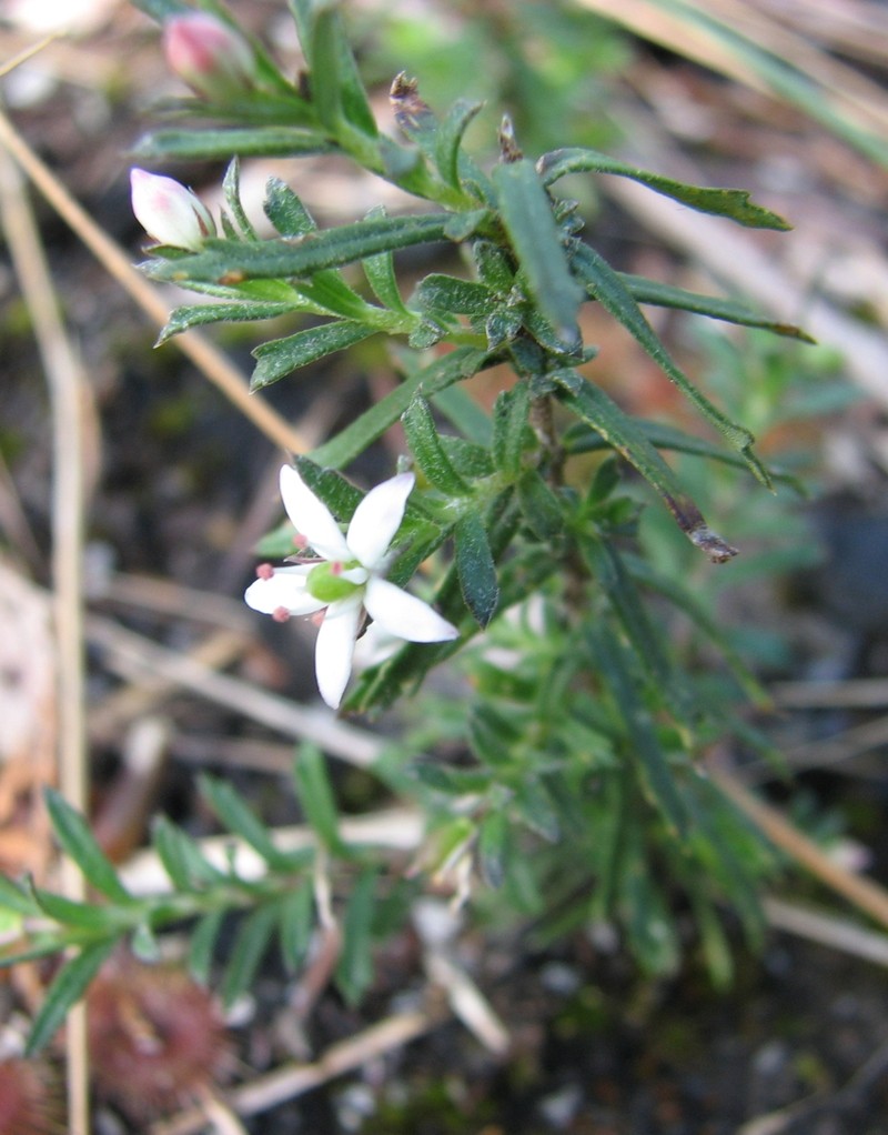 Rhytidosporum procumbens