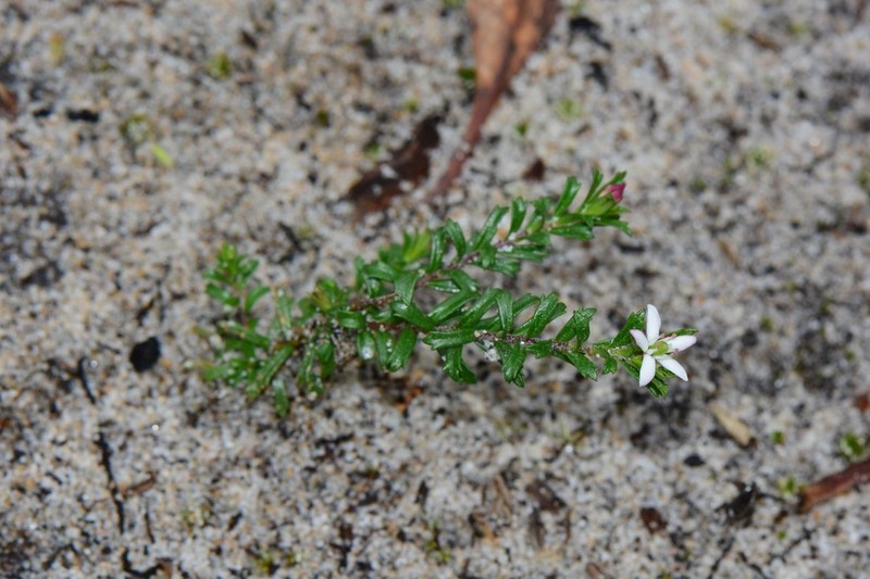 Rhytidosporum procumbens photo 2