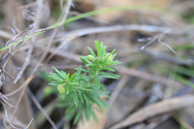 Rhytidosporum procumbens photo 3