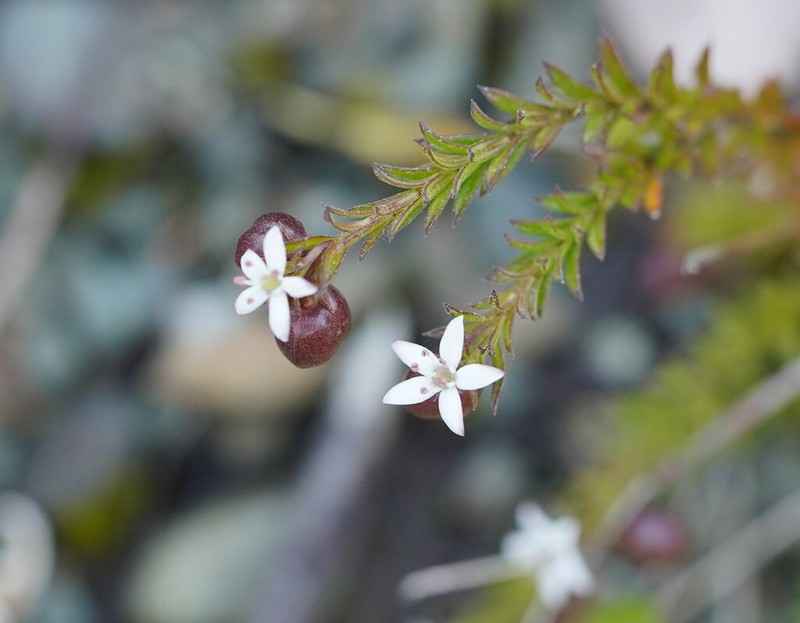 Rhytidosporum procumbens photo 4