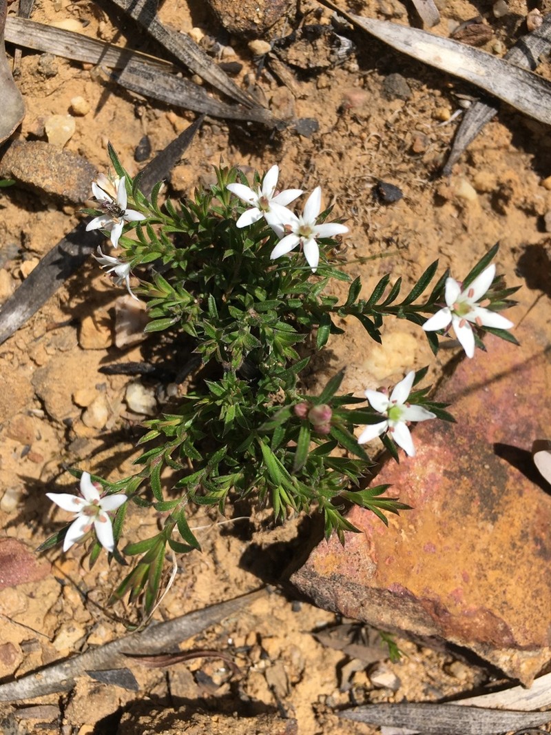 Rhytidosporum procumbens photo 5