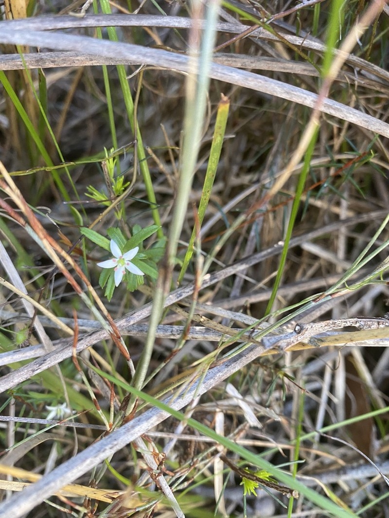 Rhytidosporum procumbens photo 6