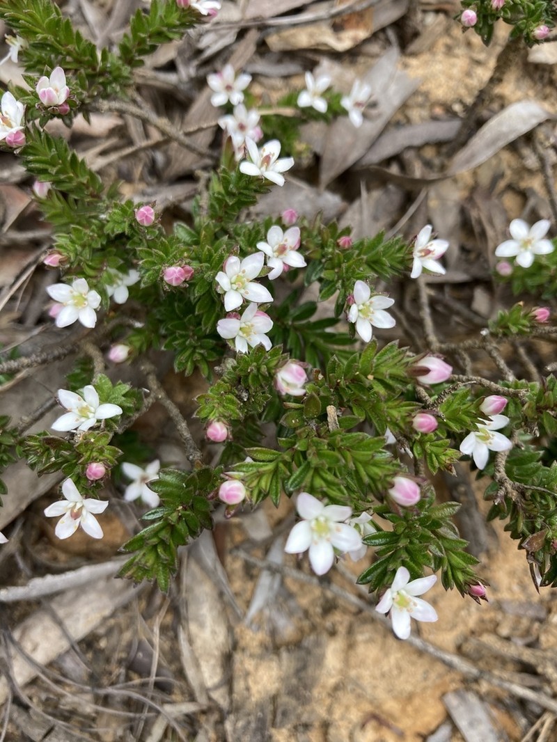 Rhytidosporum procumbens photo 7