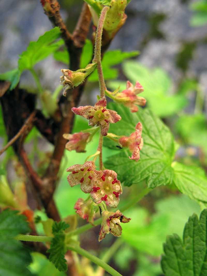 Mapleleaf Currant